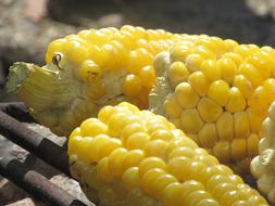 sweet tasty corn