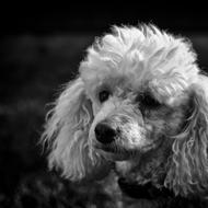 Black And White portrait of Poodle Dog