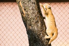 goodly Kitten on Tree