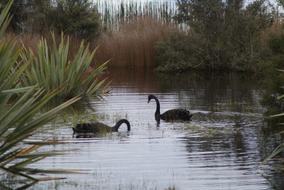 impressively beautiful Swan Black