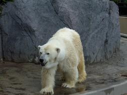 Polar Bear Zoo Hokkaido Asahiyama