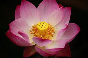 exposed lotus in the lake