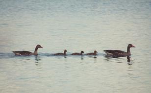 Bird Nature water