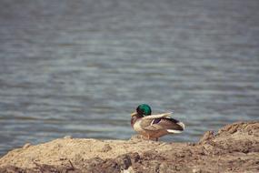 duck with green head near water on blurred background