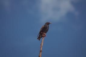 photo of a bird sitting on a tree top in Poland
