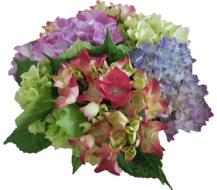hydrangea flowers garden plant blue