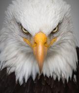 white-tailed eagle, head Portrait