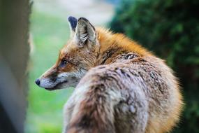 Fox Animal Nature Beast French