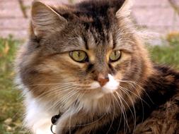 goodly Cat Face brown