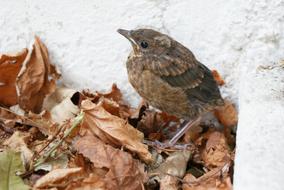 chick of Blackbird at wall