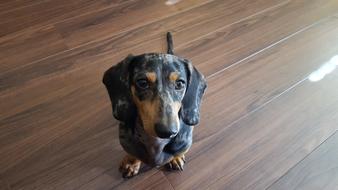 Dachshund Dapple