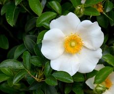 Cherokee Rose White