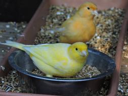 two canaries sit in a feeding trough