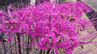 Lycoris Radiata