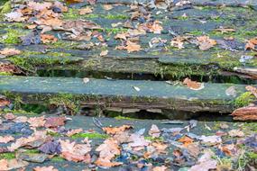 Autumn Leaves Forest Floor