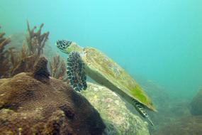 Turtle Koh Samui
