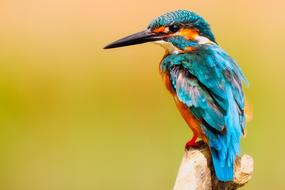 goodly blue Bird Wildlife