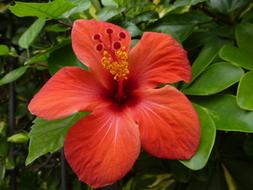 Hibiscus Blossom Bloom