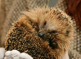 Hedgehog Hedgehogs Hibernate