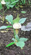 Arum Zantedeschia