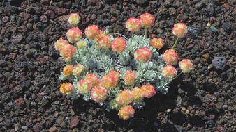 Buckwheat Lava