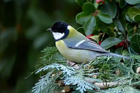 Bird Songbird Tit