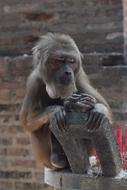 Animal Feeding Monkeys