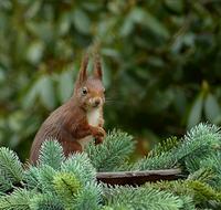 Mammal Squirrel