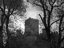 towers of medieval Almourol Castle behind trees, portugal