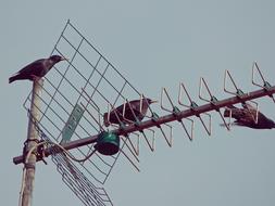 Antenna Birds Fly