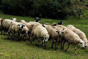 perfect Sheeps Flock