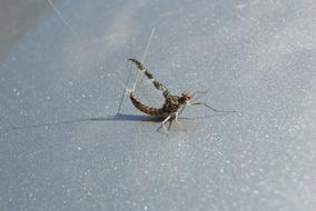 Callibaetis Mayfly On