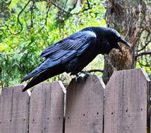 goodly Raven Black Bird