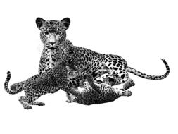 cheetah black and white big cat