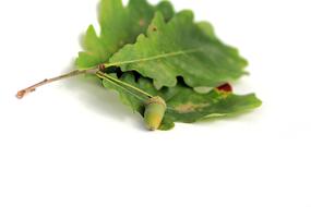 Acorn Oak Plant