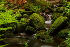 Forest Stream Trees Running