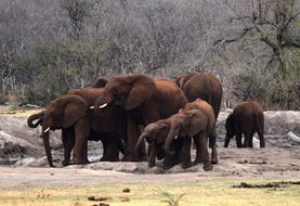 African Elephants Waterhole Brown