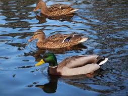 Ducks Nature Wild
