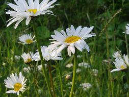 Margarite Meadow Flower