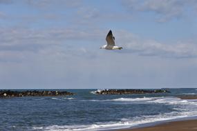 bird Sky Cloud sea