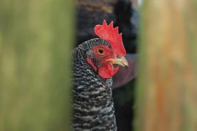 goodly Chicken