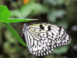 Paper Kite Butterfly on leaf, Macro