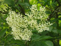 Elderflower Elder White