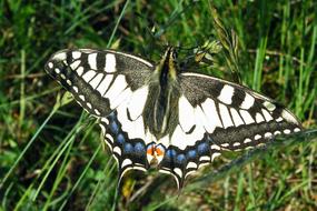 swallowtail Butterfly on green grass