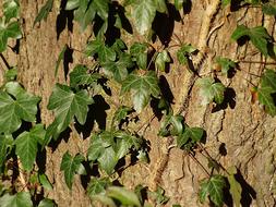 Ivy Tree green