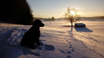 golden retriever sits in the snow against the evening sky