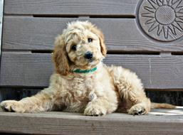 goodly Puppy Bench Sitting