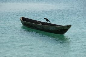 Water Boats bird
