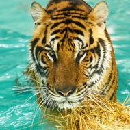 tiger in water close up