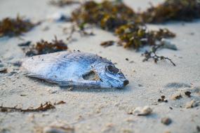 Fish See blue dead